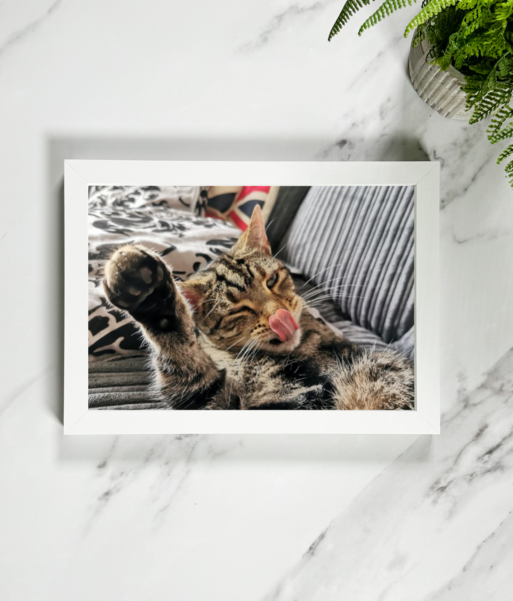 Framed Art Print - Power To The Moggies!